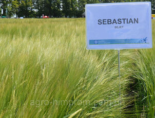 Semillas de cebada de primavera / Semillas de cebada de primavera Sebastian (СН-1) 1 reproducción